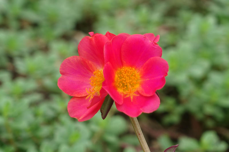 马齿苋花（索尼黑卡rx100 - 79）