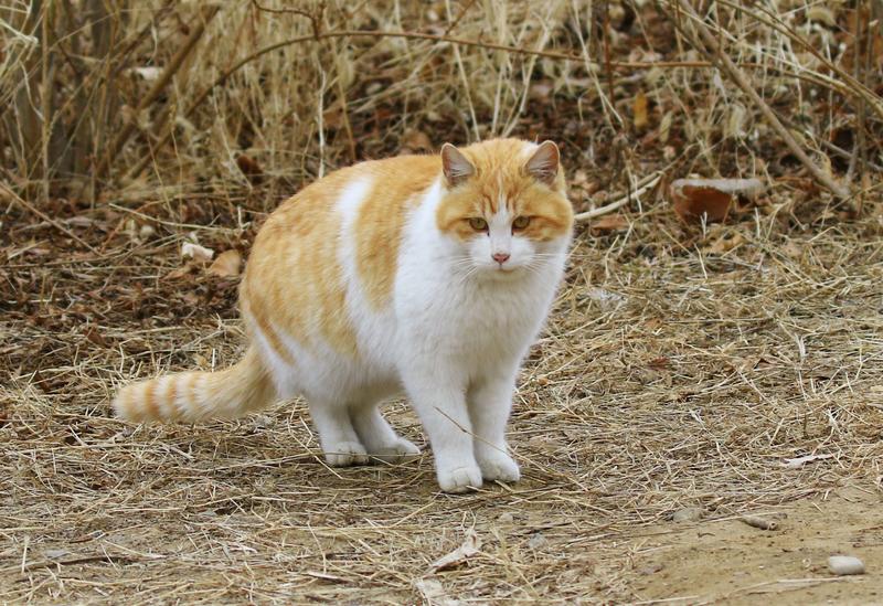 漂亮的猫咪。