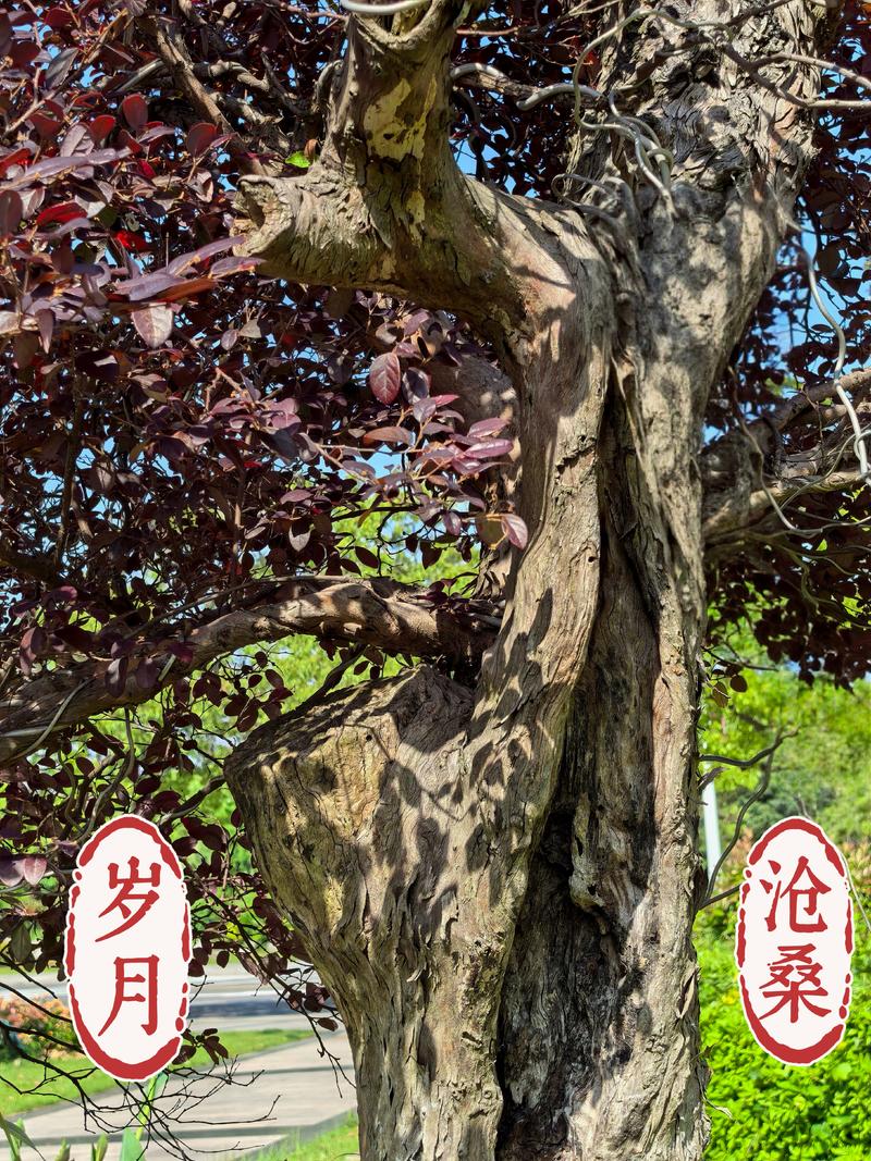 岁月沧桑……