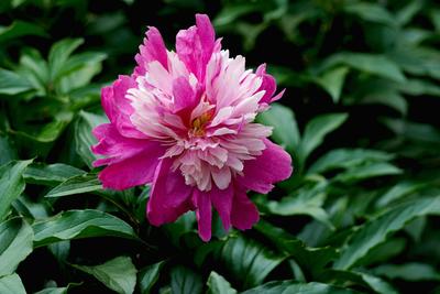公园芍药花