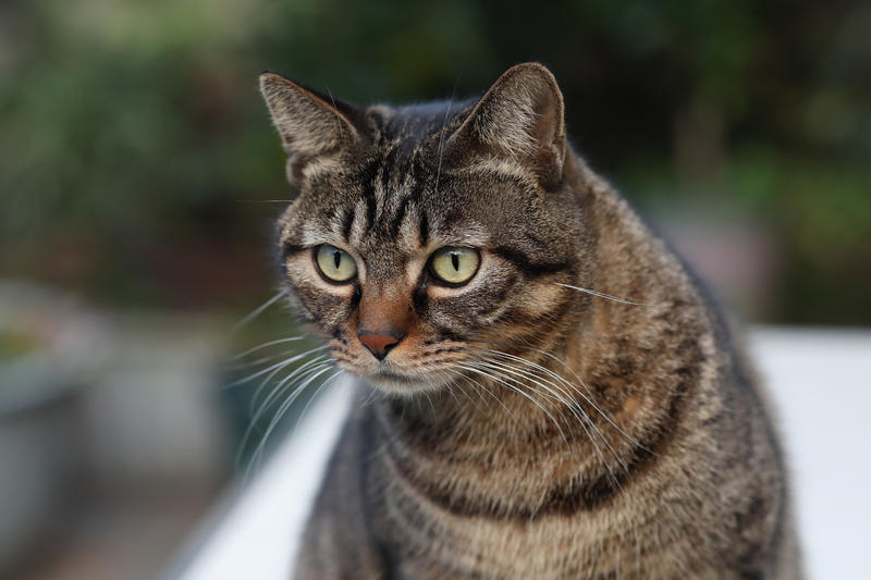我家的狸花猫
