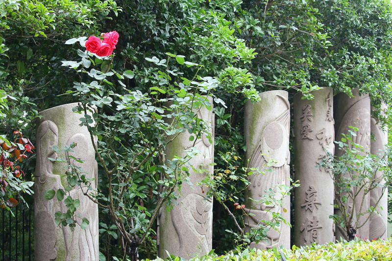 雨后月季花