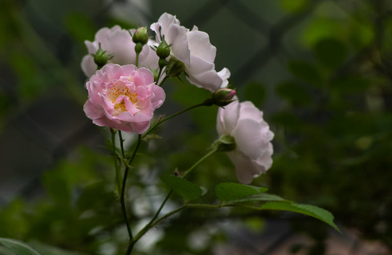 花开满京城 — 蔷薇      sh