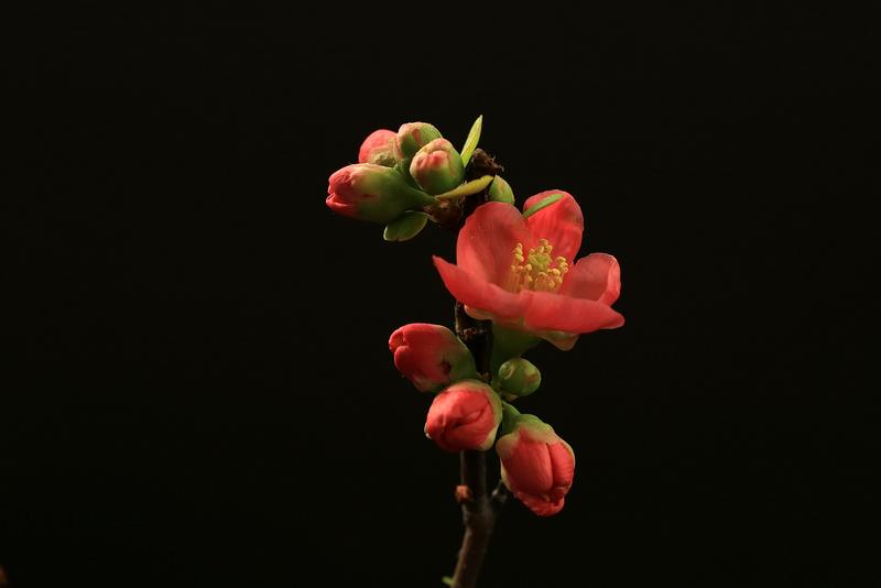 塘花坞温室里盛开的春花（三）    cs