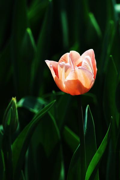 郁金香花开。。。.7