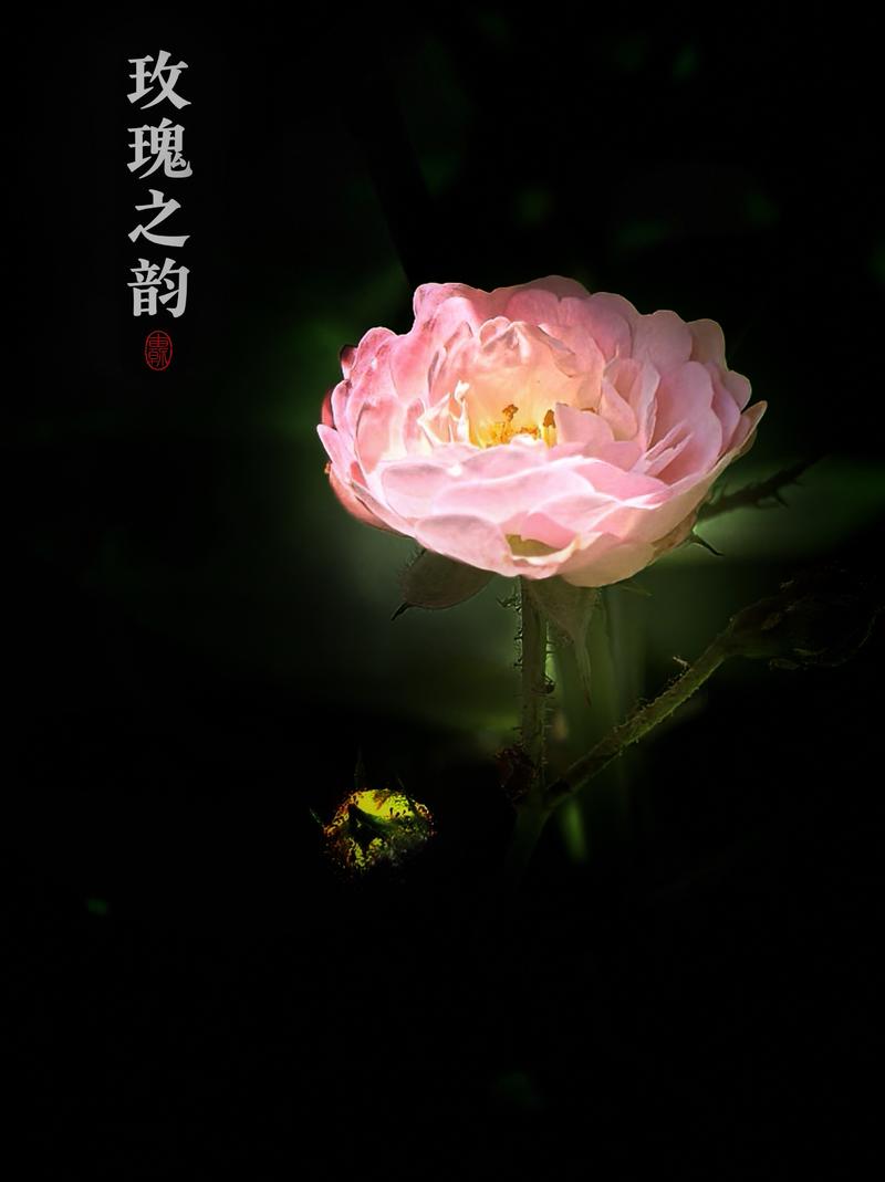 玫瑰之花…