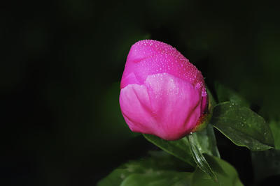 春季花卉 --- 芍药
