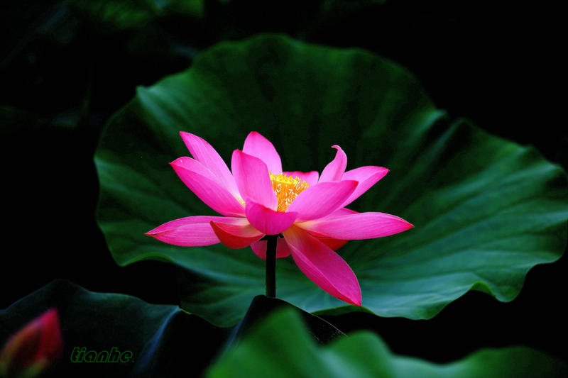 【 荷 花 】2 ◆（衡水）