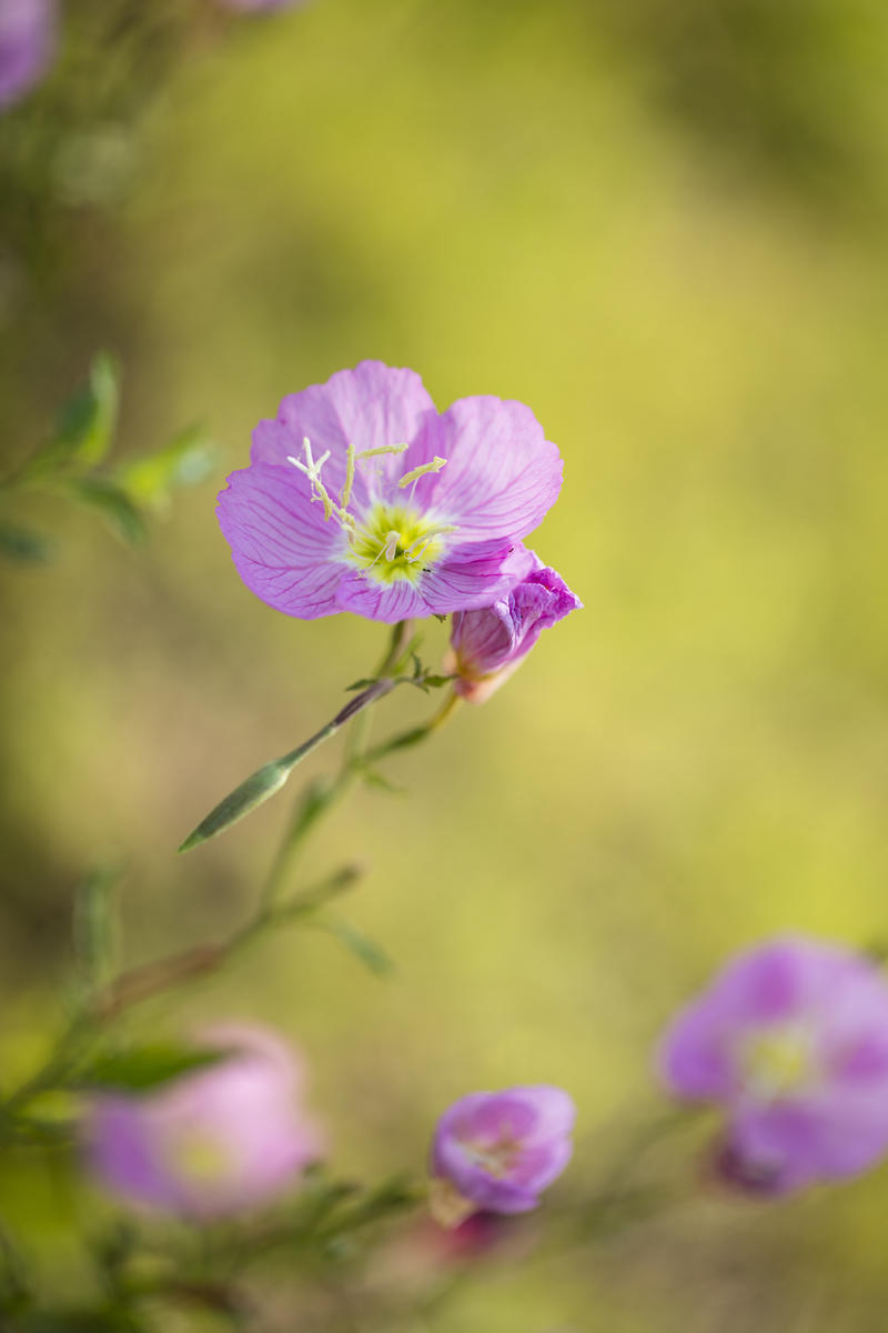 两张小花儿