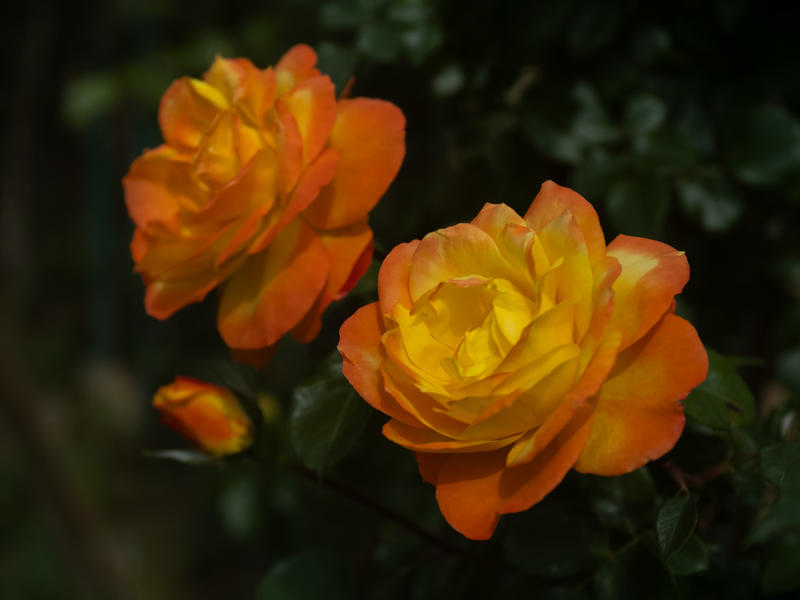 花卉 — 月季      jc