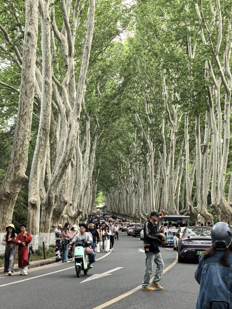 南京梧桐大道