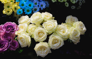 走过鲜花铺