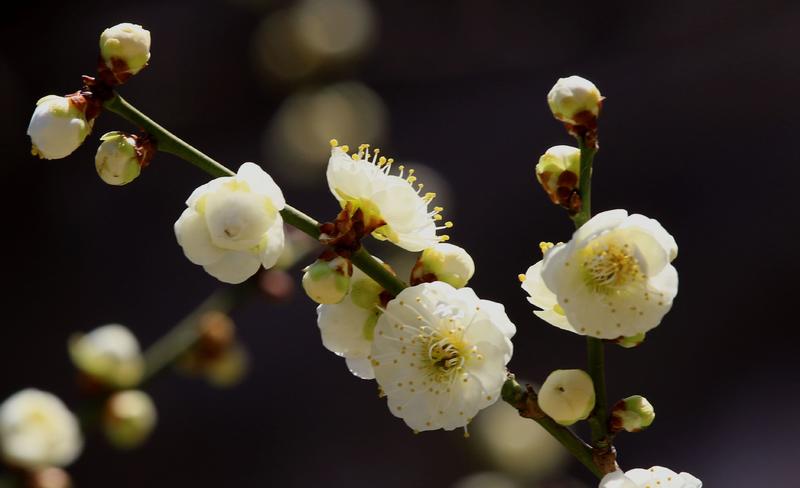 梅花，，，