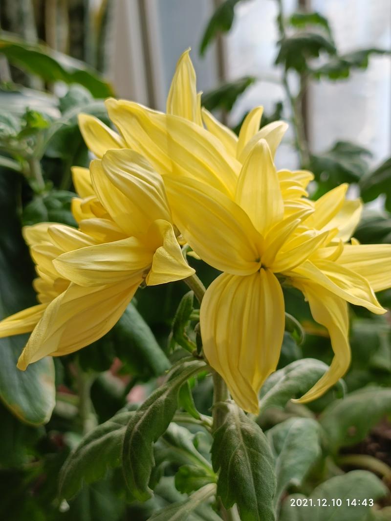 盛开的菊花