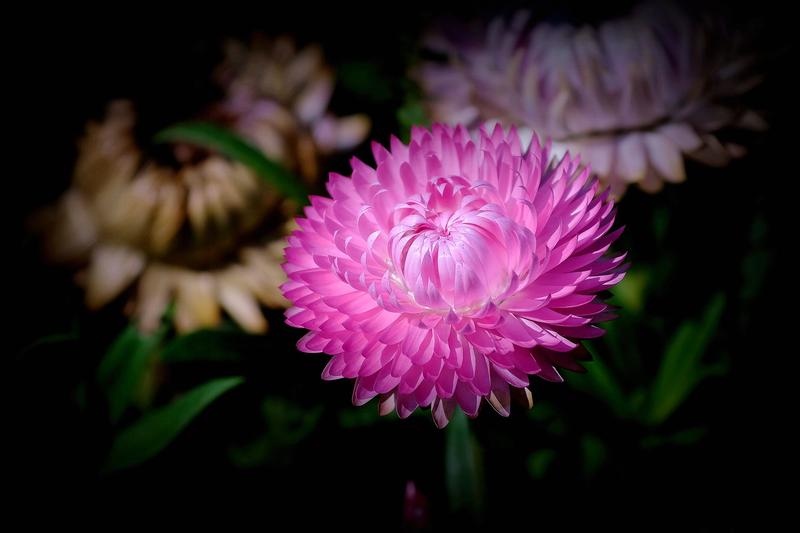 粉色麦秆菊