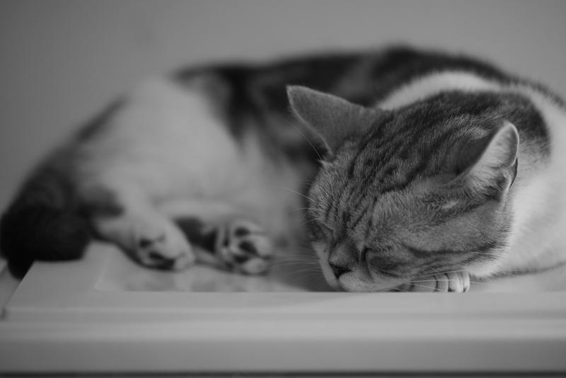 贪睡的猫猫