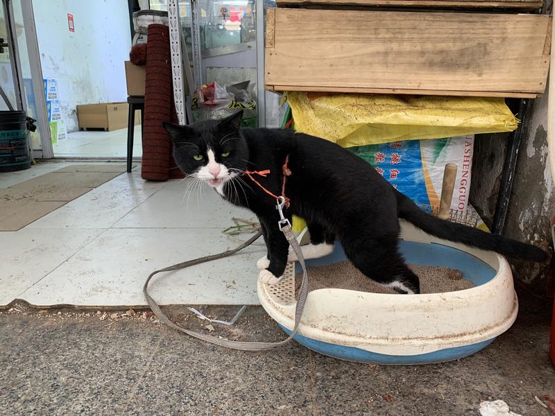 小区中的猫