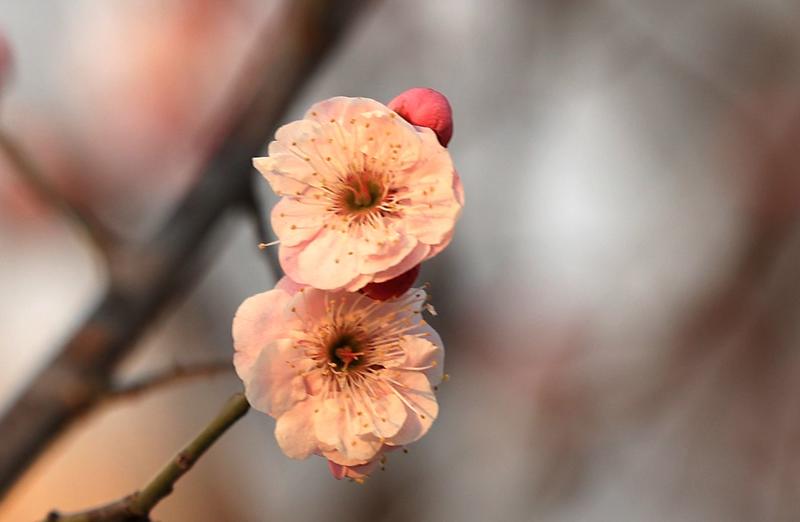 漂亮的梅花、