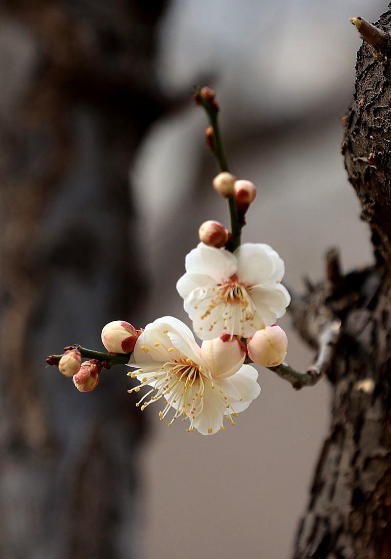 漂 亮 的 梅 花。