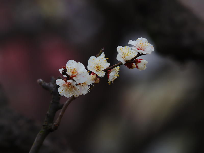 梅花香透早春寒（生活）