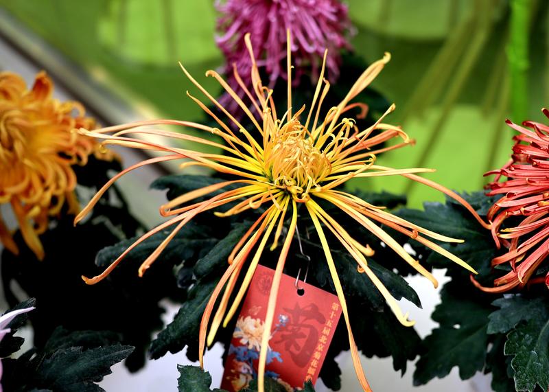 漂亮的菊花，