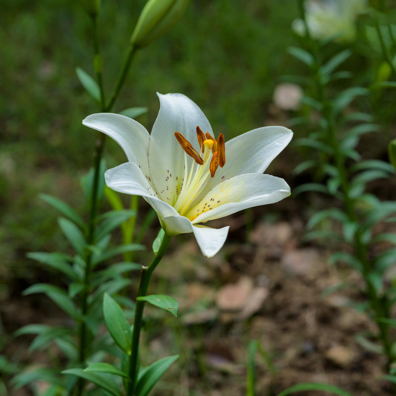 又见百合花