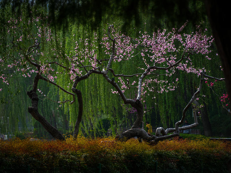 像素5000万，富士中画幅