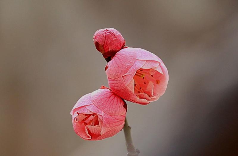 漂亮的 梅花、、