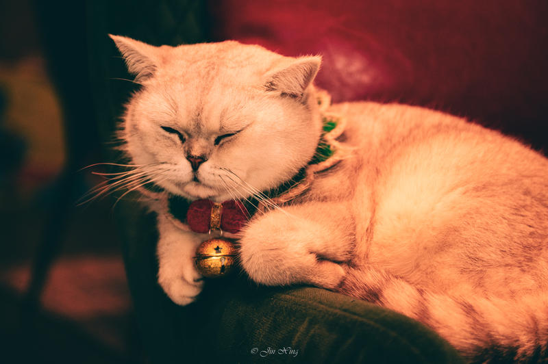 几只小胖猫