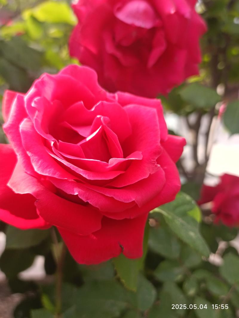 春末月季花