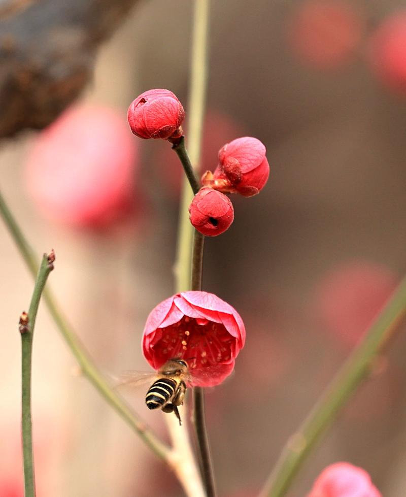 梅花。、，