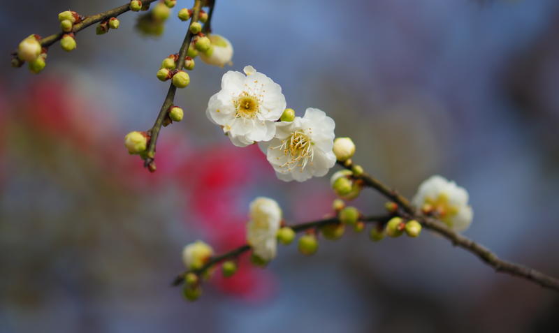 来组花花草草