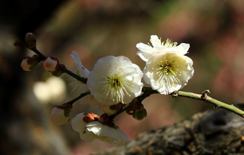 漂亮的梅花，