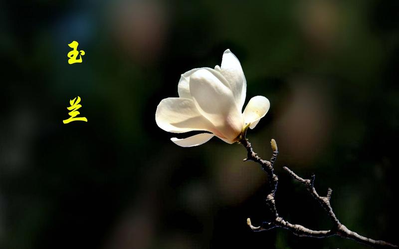 绽放的玉兰花