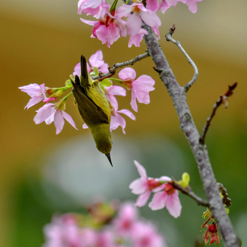 ==樱花小鸟图==